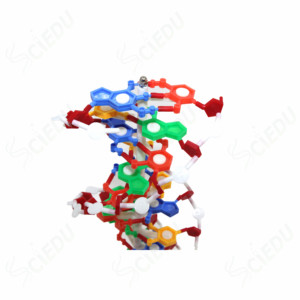 DNA Model Biology Educational Anatomical Plastic DNA <strong>Structure</strong> Model - Product Image 4