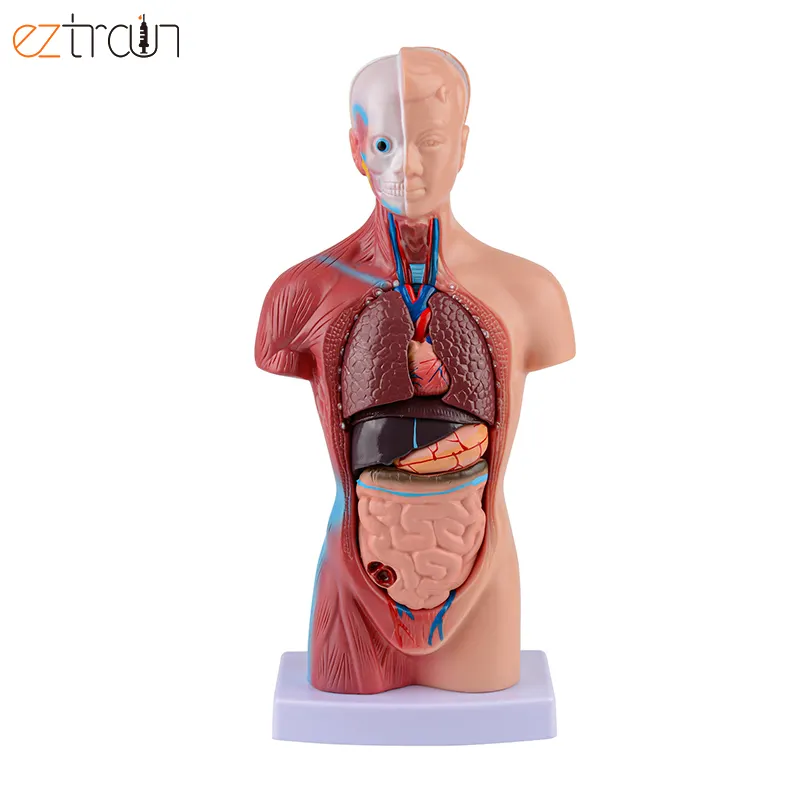 Unisex İnsan Torso modeli 10 parça, insan vücudu modeli, biyoloji sınıf öğretimi ve doktor hasta eğitimi