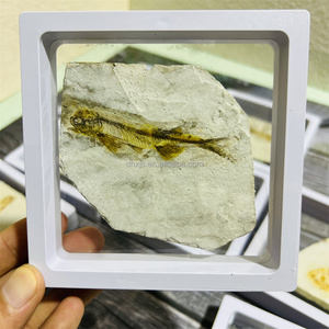 Exhibición de piedra preciosa al por mayor, piedra científica popular, fósil de pez Lycoptera para Decoración - Product Image 4