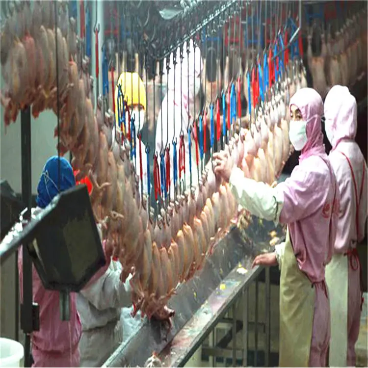 Fábrica de procesamiento de pollos, máquina de matadero de pollos, matamoscas halal