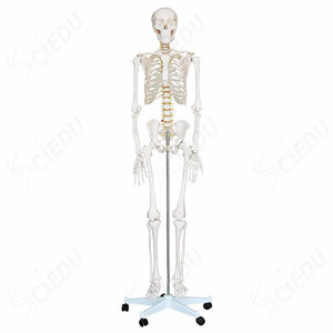 शिक्षण चिकित्सा विज्ञान मानव जीवन आकार कंकाल मॉडल शारीरिक मानव कंकाल मॉडल शारीरिक मानव कंकाल मॉडल - Product Image 6