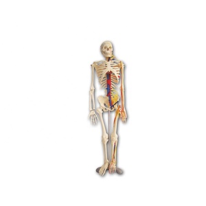PVC 85 ซม.โครงกระดูกมนุษย์รุ่น nerve สำหรับการสอน - Product Image 1