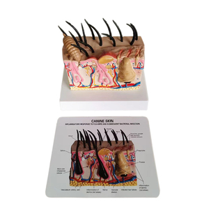 चिकित्सा विज्ञान कुत्ते त्वचा शरीर रचना विज्ञान मॉडल कुत्ते पेशेवर चिकित्सा पशु चिकित्सा के लिए - Product Image 4