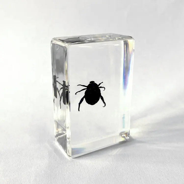 Juguete de enseñanza de resina transparente para niños, escarabajo pequeño, pisapapeles