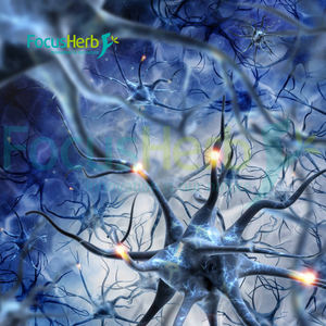 FocusHerb USA magazzino fabbrica all'ingrosso CAS 28319-77-9 50% alfa GPC in polvere - Product Image 4