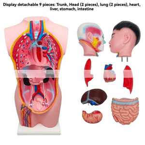 KyrenMed 68cm 9 Parts <strong>Human</strong> Male Adolescent Torso Body Model Half Body Anatomy Model Medical Teaching - Product Image 5