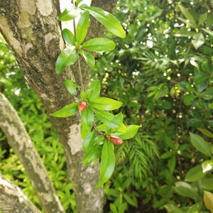 Shiliupi Thảo Mộc Bình Thường Nguyên Liệu Lựu Vỏ Khô Lựu Da Vỏ Punica Granatum Trái Cây Vỏ Cho Bán - Product Image 4