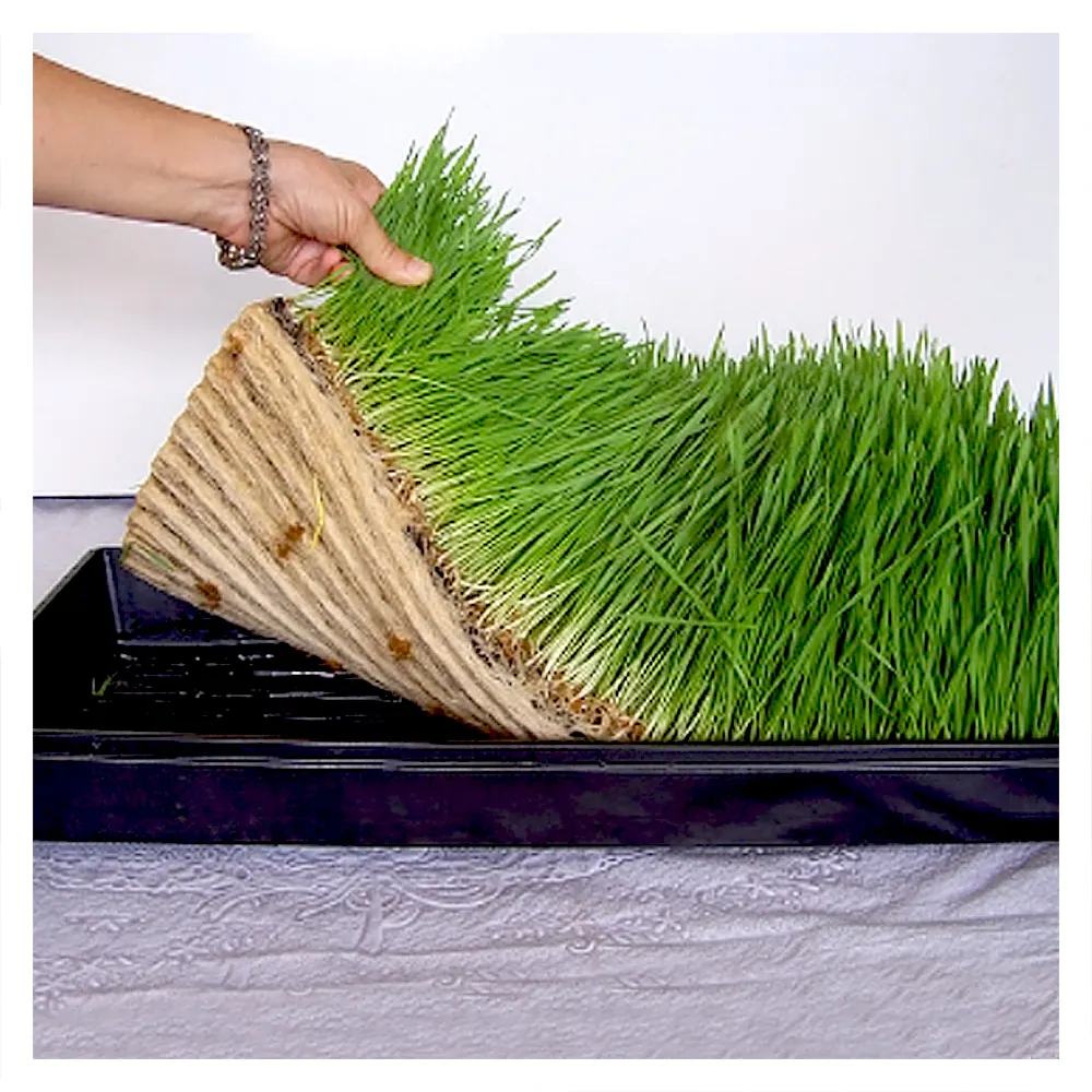 Plateau Microgreen de croissance des graines, plateau de Germination des plantes 1020 Non poreuses, vente en gros