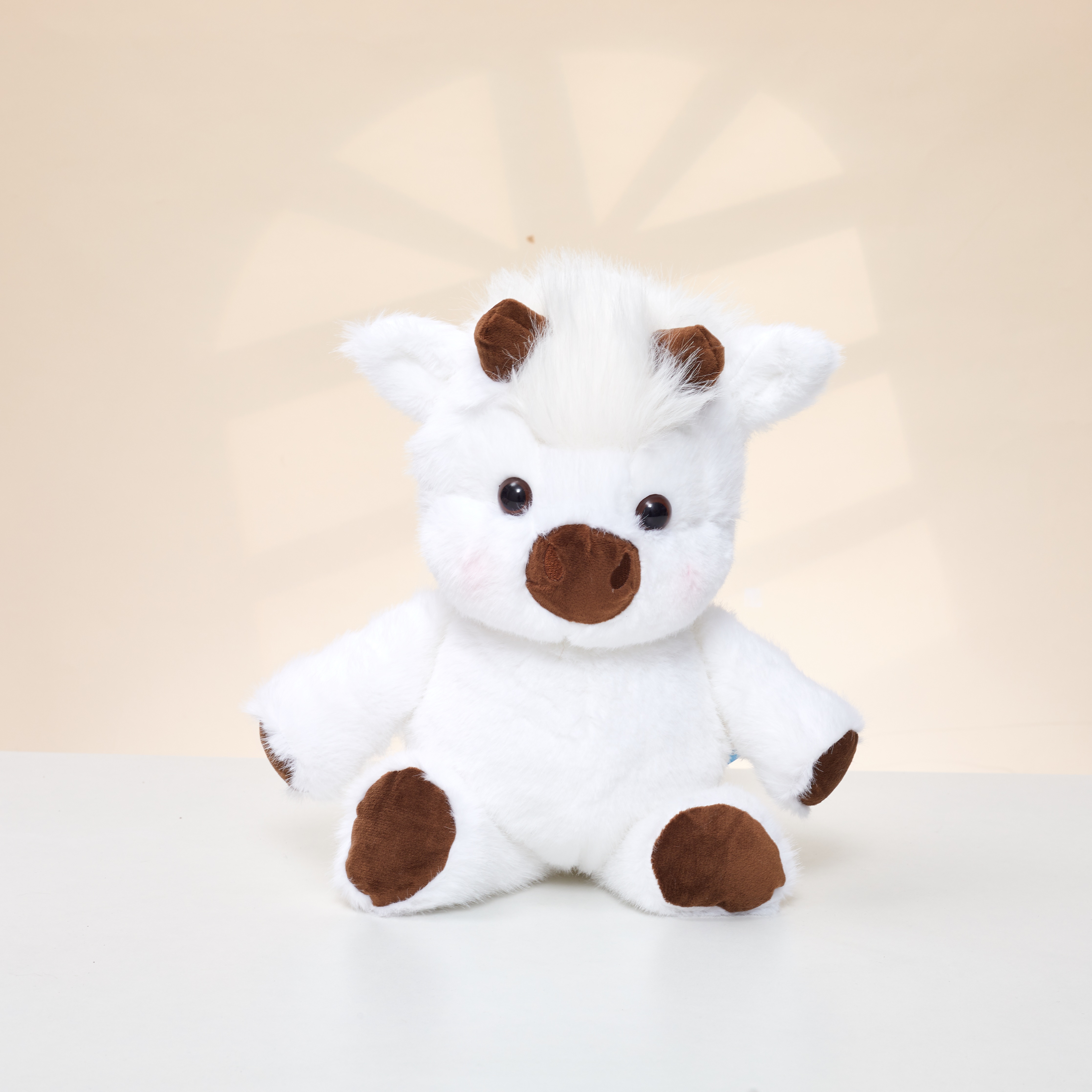 White Highland Cow