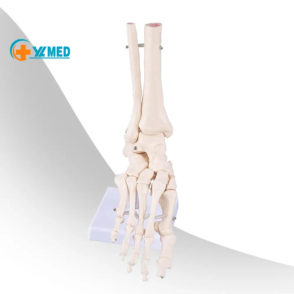 生物学的モデルティーチングアシスタント人間の足の足首関節の骨モデル、足の関節の物理的サイズの解剖学的モデル