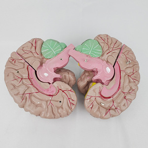 Y Tế Khoa Học Giải Phẫu Não Con Người Mô Hình Với Động Mạch 9 Bộ Phận Giáo Dục PVC Mô Hình Não Cho Giảng Dạy - Product Image 5