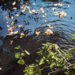 <strong>Cheap</strong> Price Knotless <strong>PP</strong> Anti Bird Protection Net Bird <strong>Netting</strong> for Fruit Trees - Product Image 4