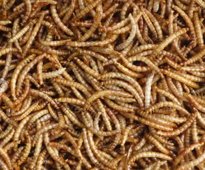 High Protein Mealworm Tartaruga e peixe de alta qualidade alimentam larva amarela seca - Product Image 4