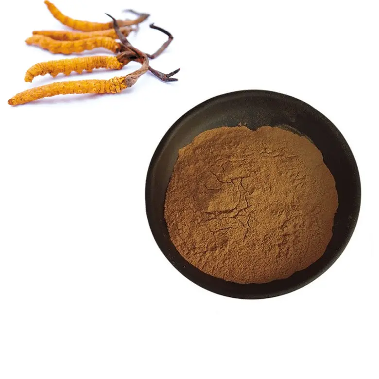 Estratto di Cordyceps micelio puro estratto di Cordyceps Sinensis estratto di fungo 30% polisaccaride selvatico