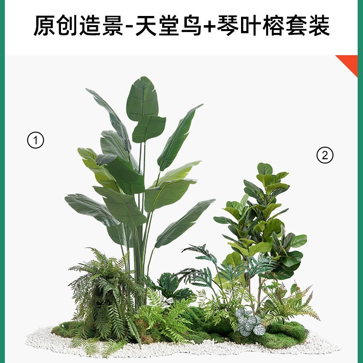 Ficus Qinye 1