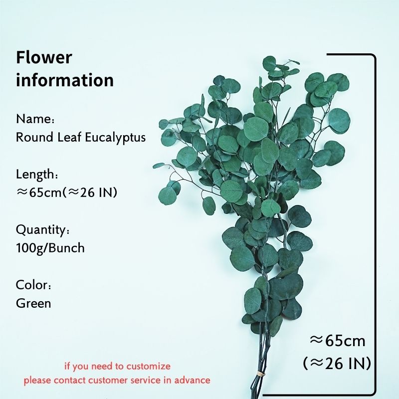 Vert (Quantité: 100g/Bunch) est de 26 pouces de long