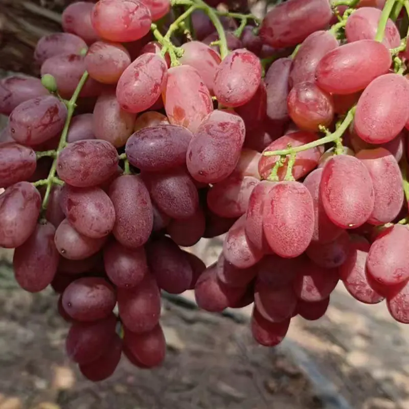 Высококачественный свежий малиновый виноград для продажи