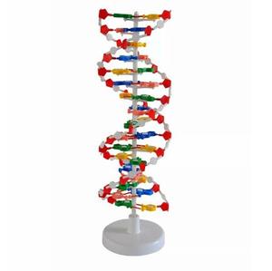DNA çift sarmal yapı modeli insan genetik yapısının tıbbi modeli - Product Image 5