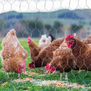 China Factory Huhn sechseckiges Draht geflecht Netz draht verzinkt Reihen material sechseckiges Netz Draht Huhn Coup Mesh - Product Image 4