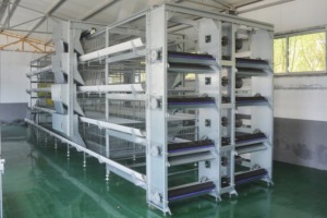 RHMC工場自動給餌カスタマイズブロイラーファームインテリジェントチキンケージファーミングチキン