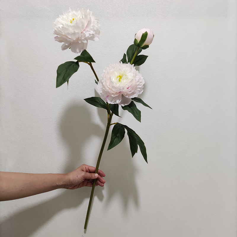 rose 2