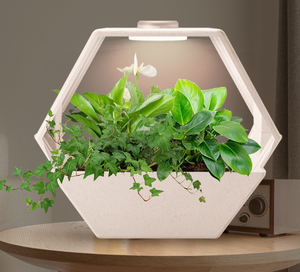 智能室内植物生长系统，带自动吸收锅生态友好材料植物箱，带轻质草药种植者