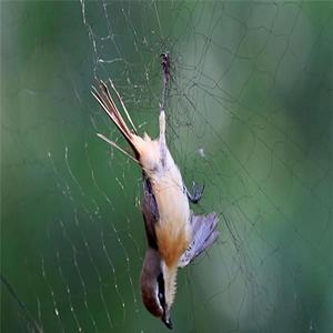 Net a portatnwt rete di alta qualità per voliera per uccelli trappola per uccelli in nylon che spara sugli uccelli - Product Image 4