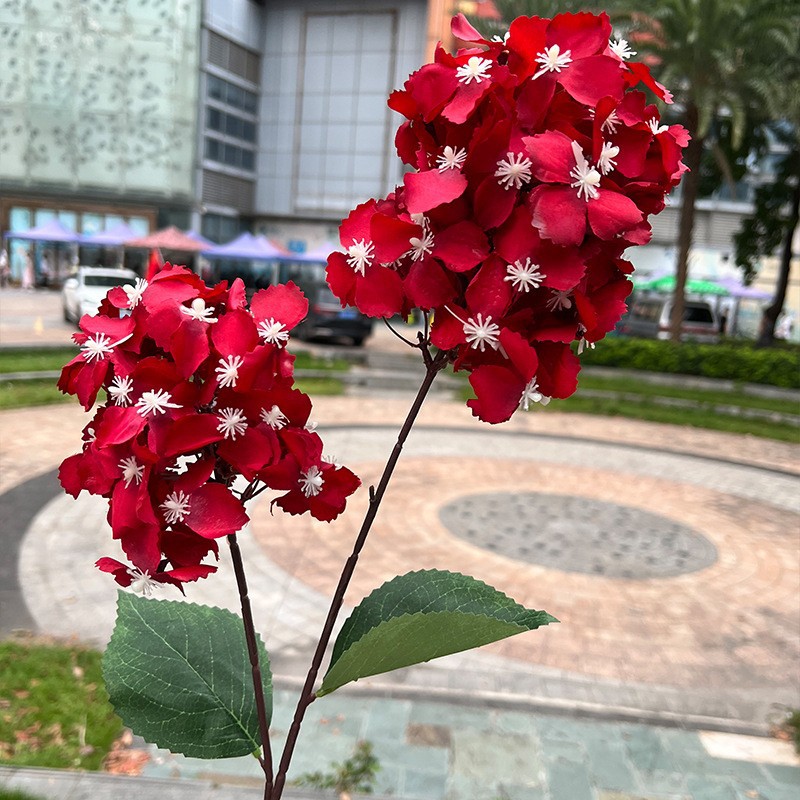 Special offer 2 pagoda hydrangea red