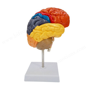 Kolorierte handgemachte Lehrmittel Menschliche Organe Anatomie Gehirn Anatomisches Modell - Product Image 3