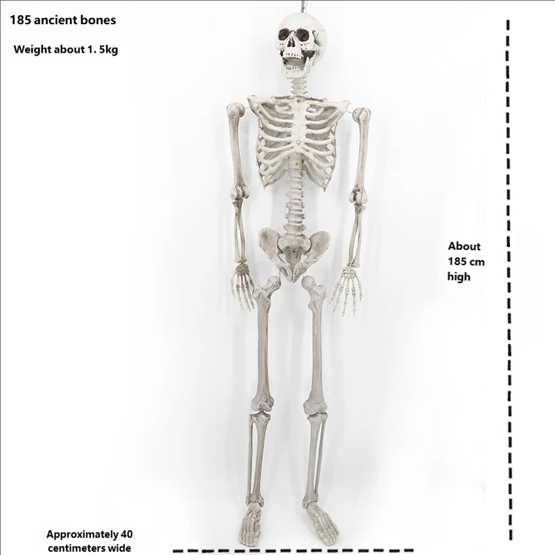 185 cm skeleton
