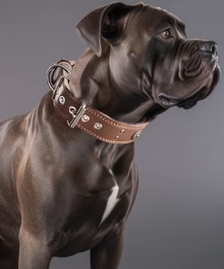 Collier de luxe en cuir souple fait à la main pour animaux de compagnie Collier de chien en cuir véritable robuste de 2 pouces de large - Product Image 4