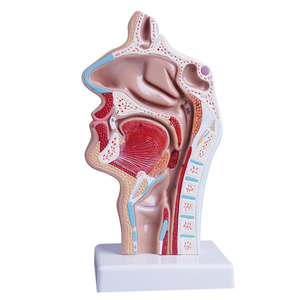 İnsan burun anatomisi modeli kulak burun boğaz tıbbi Model beyin burun ağız burun yapısı doku modeli - Product Image 3