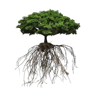 目に見える根を持つ人工植物の木をぶら下げている露出した木の根 - Product Image 3