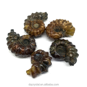 Venta al por mayor de caracolas de amonita natural, colección de fósiles, espécimen fósil de caracola en bruto natural de Madagascar colorido para Decoración - Product Image 3