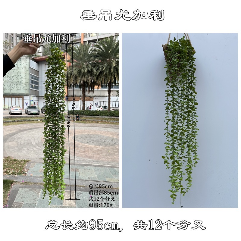 Hanging eucalyptus green