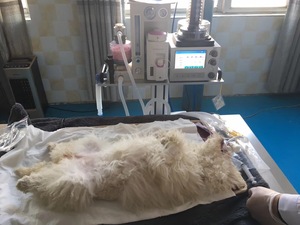Máquina de anestesia veterinaria médica para mascotas con mango portátil Sistema DE SEGURIDAD DE fácil operación uso animal con CE - Product Image 2