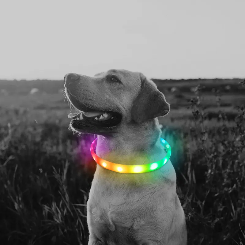 Sette colori luci LED cane animali domestici collari USB regolabile bagliore nella notte cane cane cucciolo di gatto sicuro luminoso lampeggiante collana