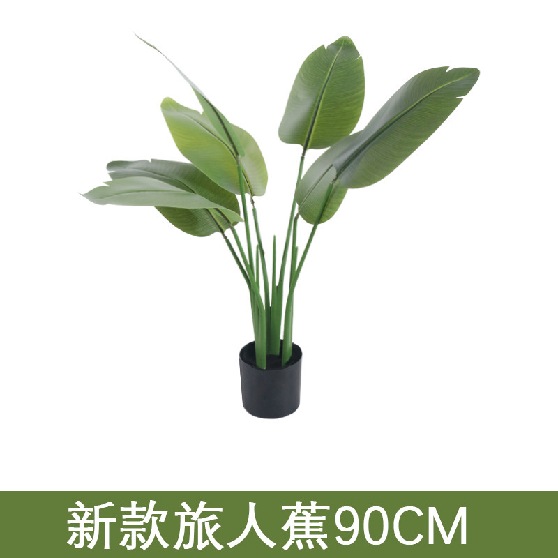 Travelers palm 90cm