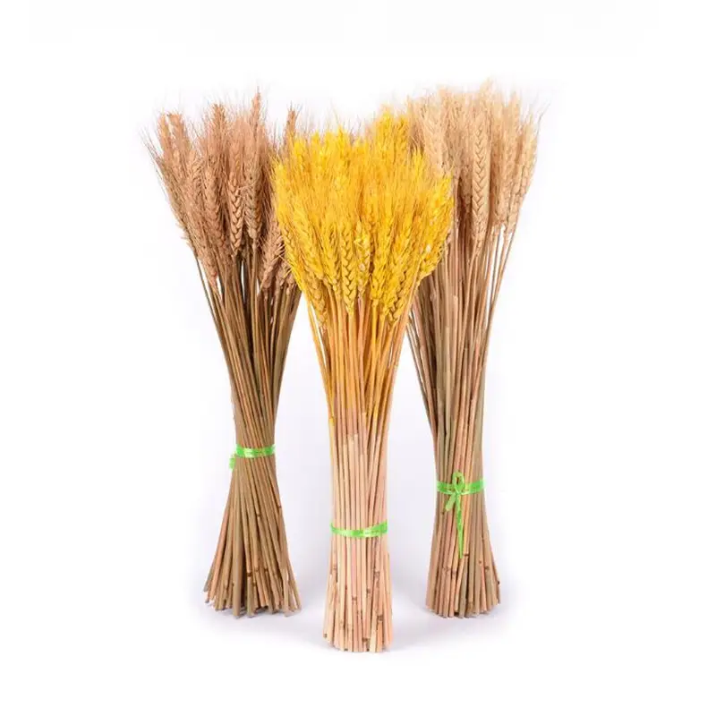 Flores secas, plantas pastoral de trigo, colores básicos naturales, trigo para decoración de otoño