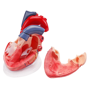 Tıbbi kardiyoloji anatomisi Model beyin renk insan kalp modeli şeffaf tabanı ile 5 kez 3 parça - Product Image 5