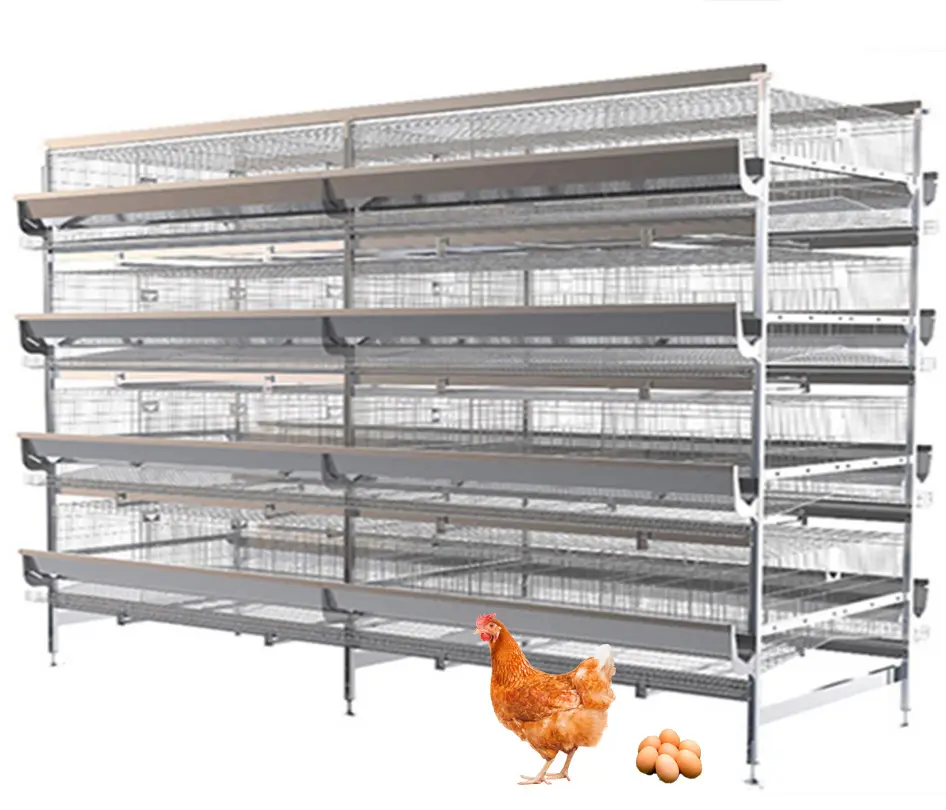 Fournisseur d'équipement pour l'élevage de volailles Cages automatiques en batterie pour poules pondeuses poules pondeuses à vendre