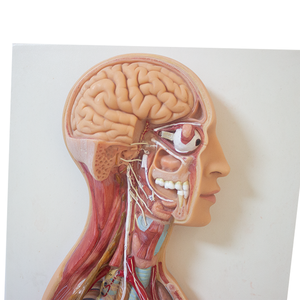 Khoa học y tế thần kinh tự trị giải phẫu mô hình giảng dạy mô phỏng mô hình giảng dạy - Product Image 4