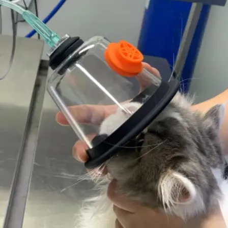 Nebulizador profesional de primeros auxilios para animales, generador concentrador de máscara de oxígeno con conexión atomizadora para gatos, perros y conejos, clínica hospitalaria para mascotas