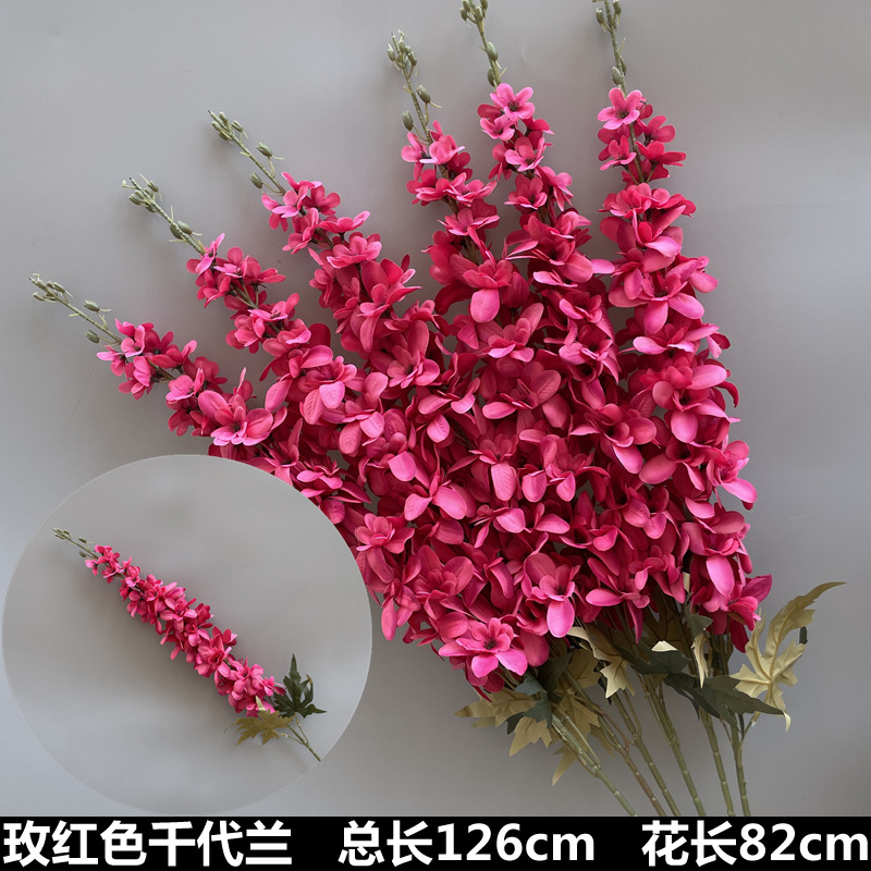 rosa chiydai