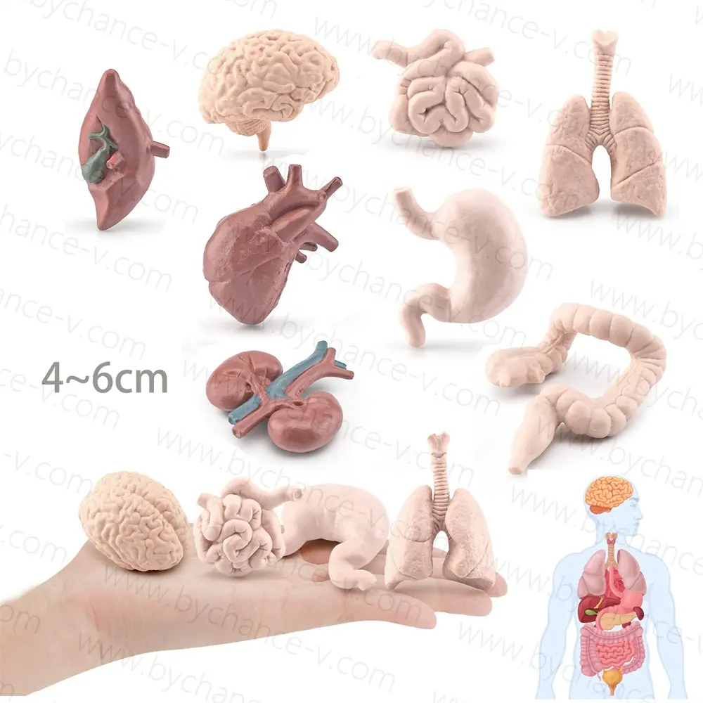 Venta caliente Montessori juguetes de aprendizaje kits de órganos internos humanos anatómicos modelo en miniatura para juguetes educativos preescolares