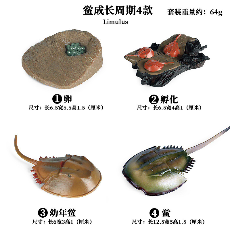 2438 cycle de croissance du crabe en fer à cheval chinois 4 ensembles