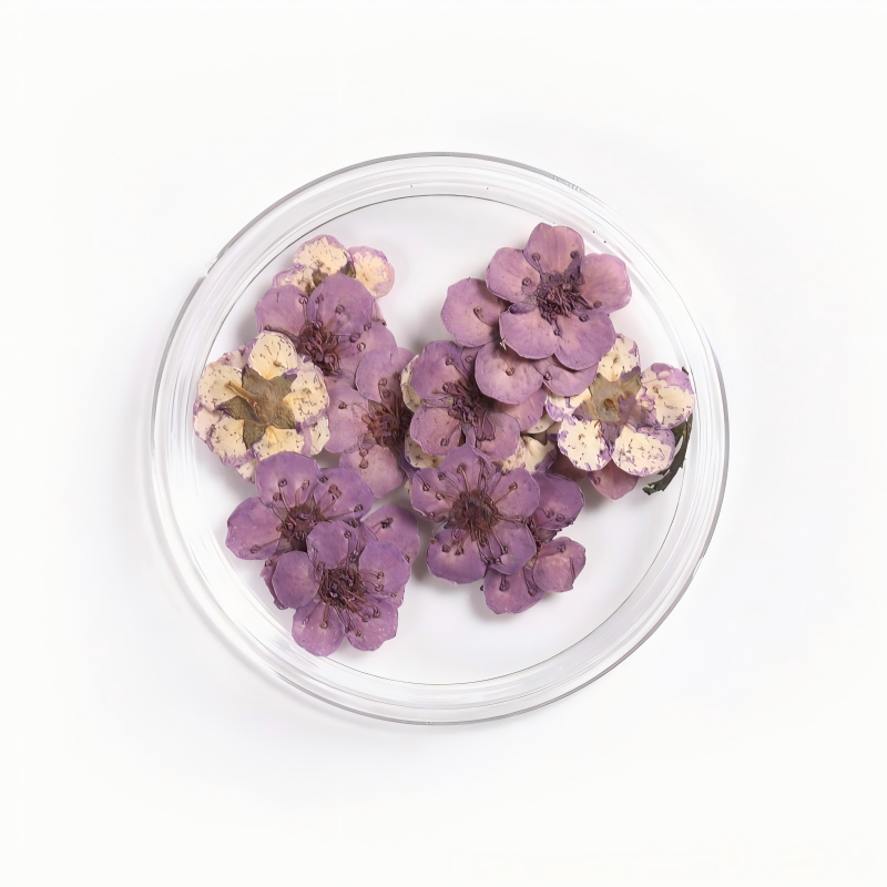 Raisin violet