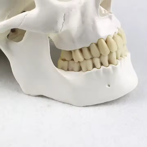 医学人間の成人サイズの解剖学モデル8部頭蓋骨モデル人間の脳モデルデモンストレーション教材 - Product Image 6