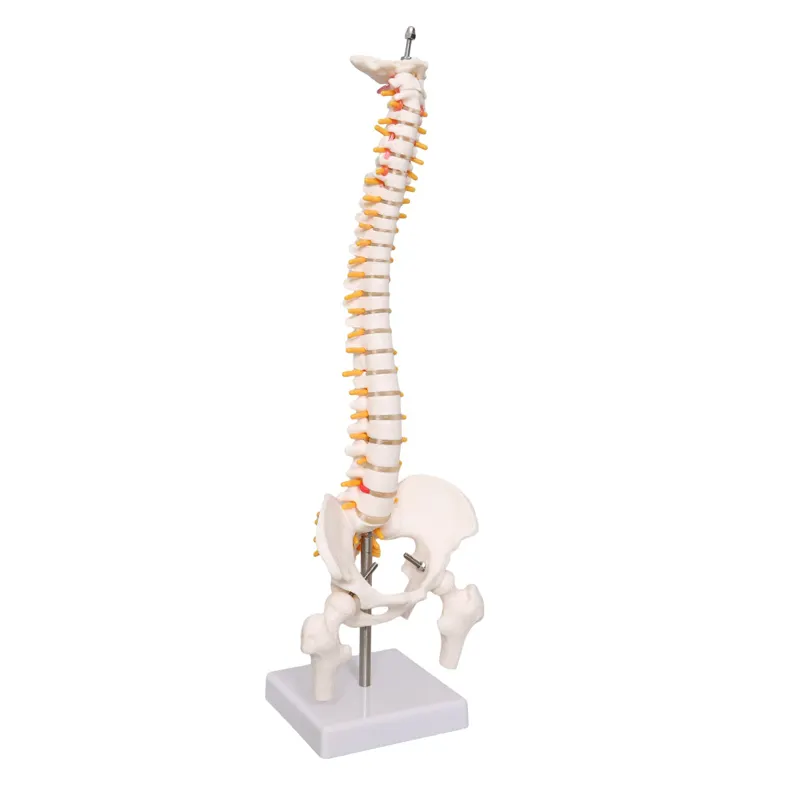 Produção de alta qualidade 45cm coluna humana com modelo pélvico modelo anatômico humano coluna vertebral modelo médico