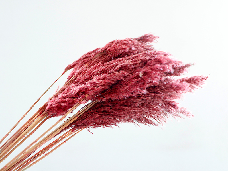 Purple red